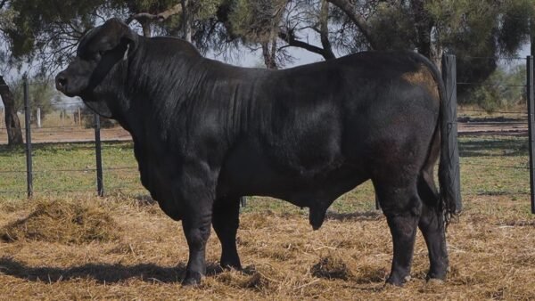 LOTE 28B RP 1173 BRANGUS ABUELO NINGER