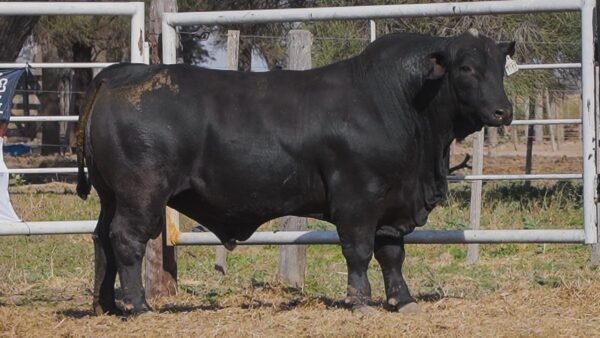 LOTE 26B RP 1177 BRANGUS ABUELO NINGER