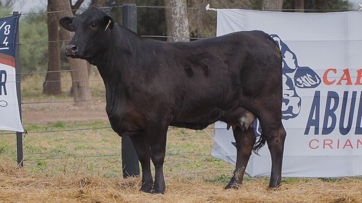 LOTE 60C RP 1255 BRANGUS ABUELO NINGER