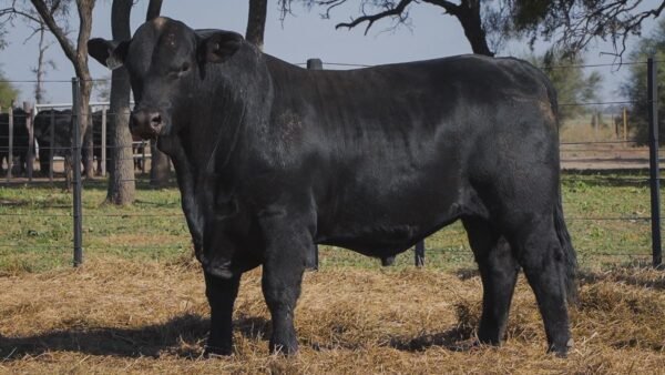 LOTE 18B RP 1278 BRANGUS ABUELO NINGER