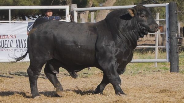 LOTE 5B RP 1287 BRANGUS ABUELO NINGER
