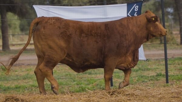 LOTE 61A RP 1327 BRANGUS ABUELO NINGER