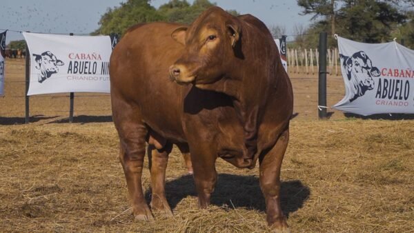 LOTE 16A RP 1338 BRANGUS ABUELO NINGER