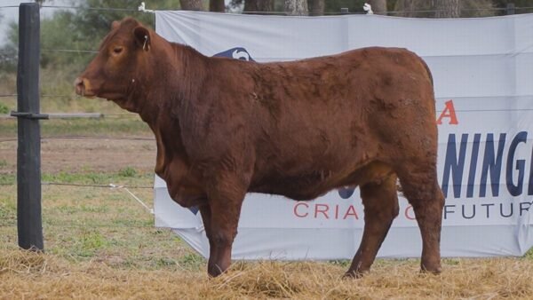 LOTE 73B RP 1345 BRANGUS ABUELO NINGER