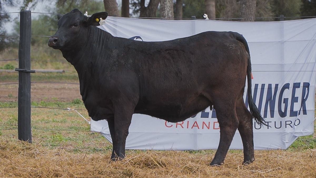 LOTE 71A RP 1348 BRANGUS ABUELO NINGER