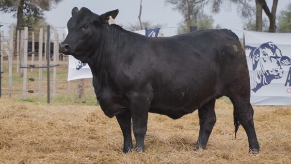 LOTE 57A RP 1350 BRANGUS ABUELO NINGER