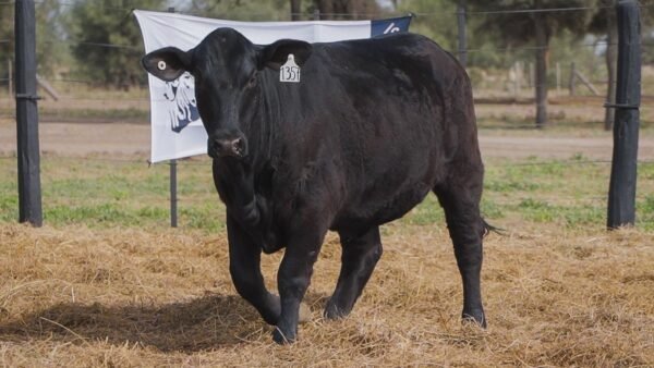 LOTE 73A RP 1357 BRANGUS ABUELO NINGER