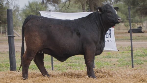 LOTE 57B RP 1359 BRANGUS ABUELO NINGER