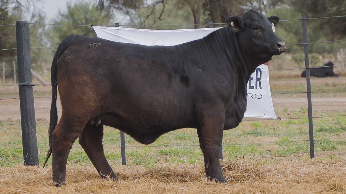 LOTE 57B RP 1359 BRANGUS ABUELO NINGER