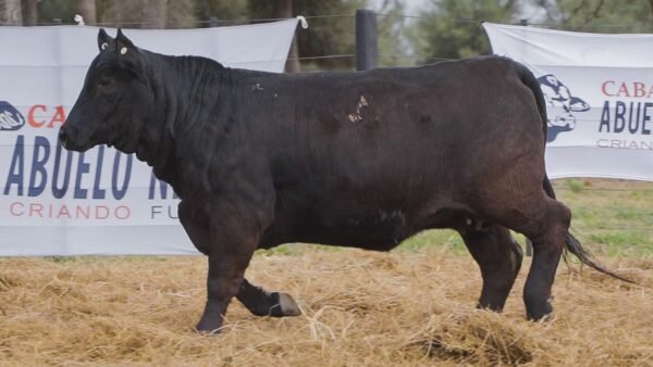 LOTE 57C RP 1363 BRANGUS ABUELO NINGER