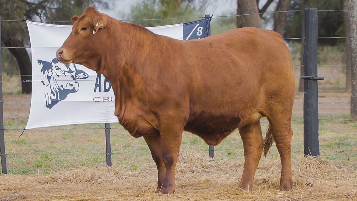 LOTE 58C RP 1364 BRANGUS ABUELO NINGER