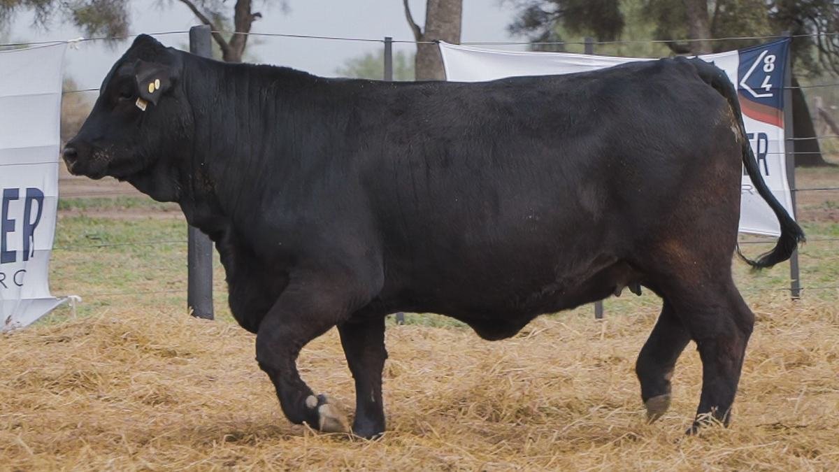 LOTE 69A RP 1376 BRANGUS ABUELO NINGER
