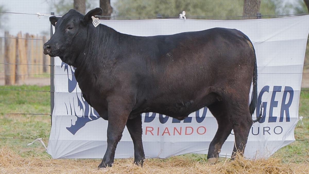 LOTE 69B RP 1384 BRANGUS ABUELO NINGER