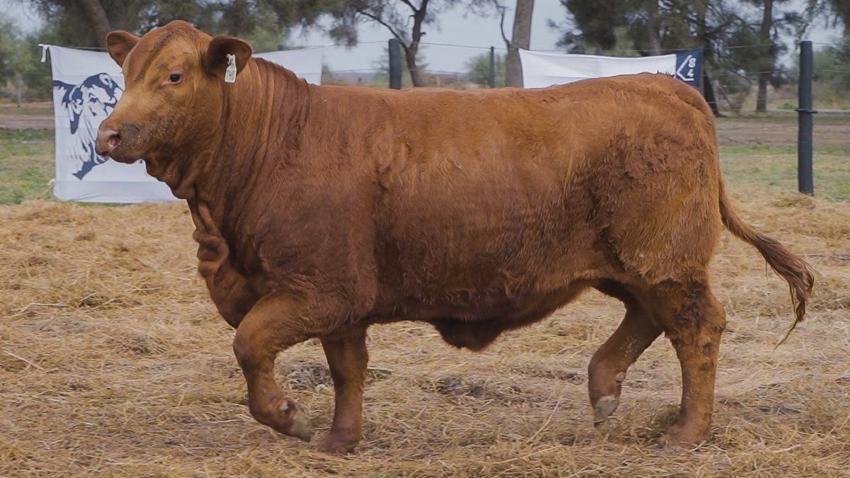 LOTE 72A RP 1400 BRANGUS ABUELO NINGER