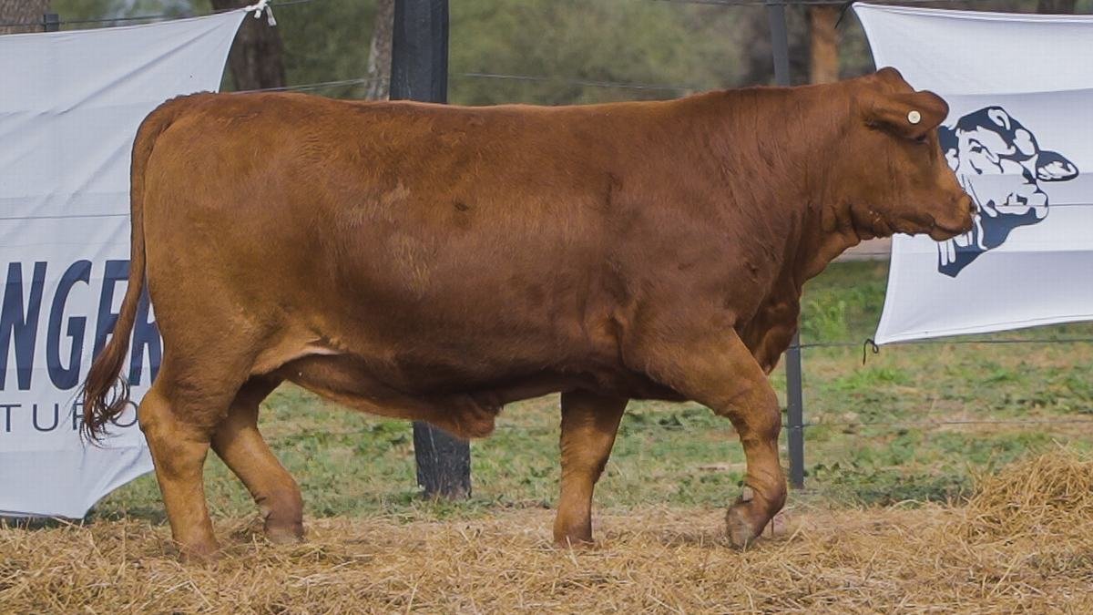 LOTE 61B RP 1401 BRANGUS ABUELO NINGER