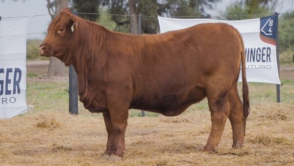 LOTE 55B RP 1417 BRANGUS ABUELO NINGER