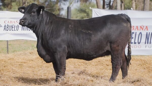 LOTE 68A RP 1450 BRANGUS ABUELO NINGER