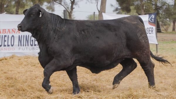 LOTE 69C RP 1463 BRANGUS ABUELO NINGER