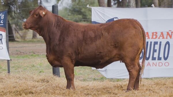 LOTE 72B RP 1503 BRANGUS ABUELO NINGER