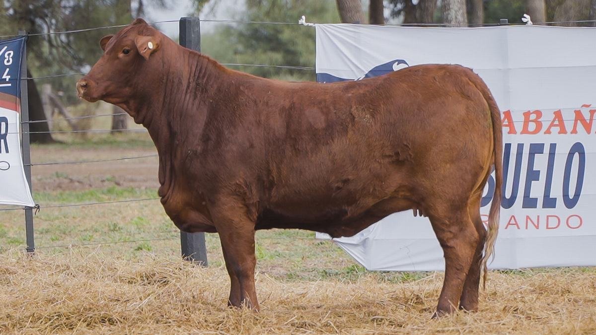 LOTE 72B RP 1503 BRANGUS ABUELO NINGER