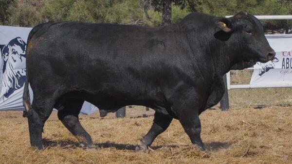 LOTE 28A RP 3468 BRANGUS ABUELO NINGER