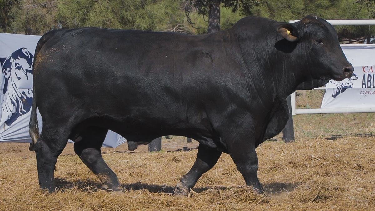 LOTE 28A RP 3468 BRANGUS ABUELO NINGER