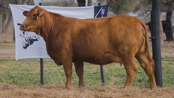 LOTE 42A RP L400 BRANGUS ABUELO NINGER