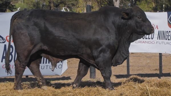 LOTE 18A RP L432 BRANGUS ABUELO NINGER