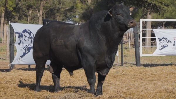 LOTE 7A RP L469 BRANGUS ABUELO NINGER