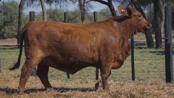 LOTE 41A RP L494 BRANGUS ABUELO NINGER