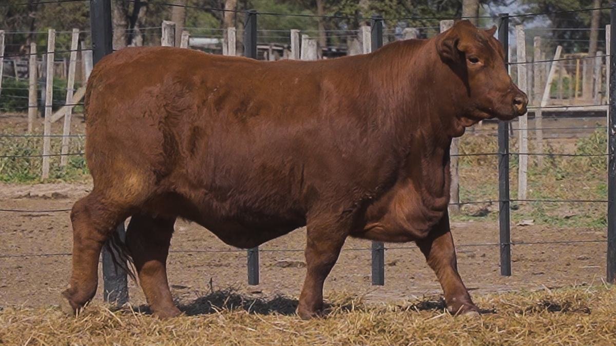 LOTE 41B RP L496 BRANGUS ABUELO NINGER