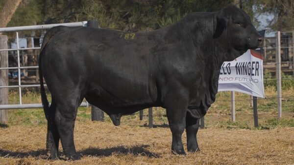 LOTE 4A RP L504 BRANGUS ABUELO NINGER