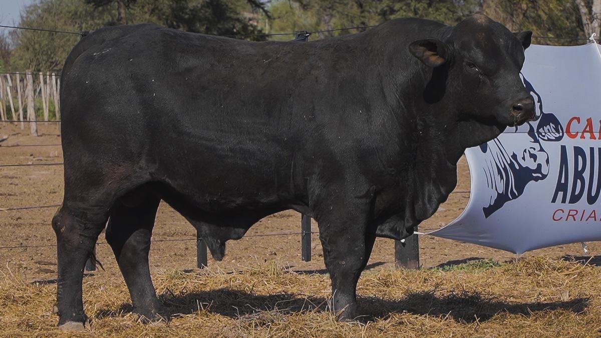 LOTE 7B RP L505 BRANGUS ABUELO NINGER