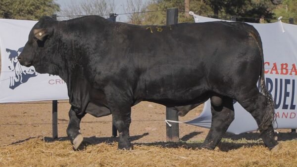LOTE 4B RP L508 BRANGUS ABUELO NINGER