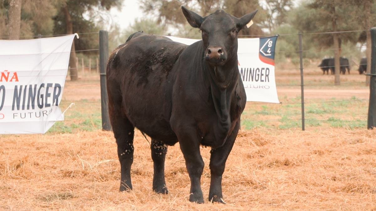 LOTE 40B RP L510 BRANGUS ABUELO NINGER