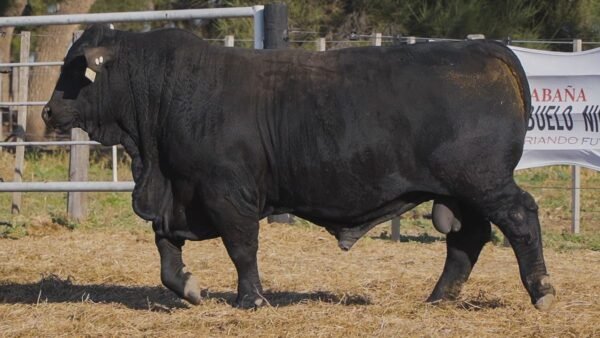 LOTE 5A RP L529 BRANGUS ABUELO NINGER