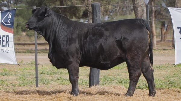 LOTE 53A RP L533 BRANGUS ABUELO NINGER