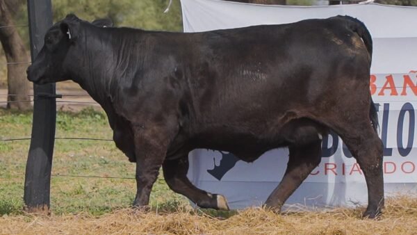 LOTE 53B RP L535 BRANGUS ABUELO NINGER