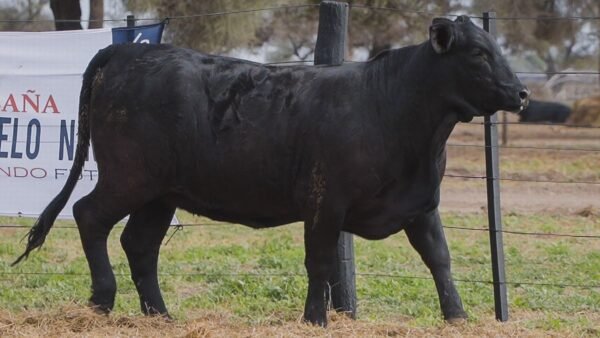 LOTE 71C RP L536 BRANGUS ABUELO NINGER