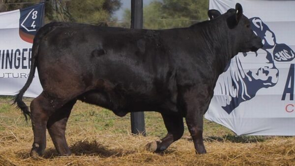 LOTE 68B RP L548 BRANGUS ABUELO NINGER