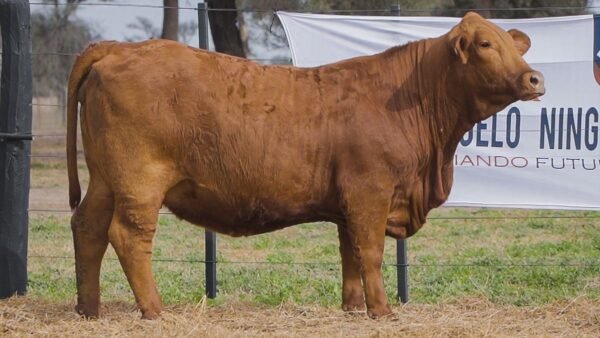 LOTE 58A RP L569 BRANGUS ABUELO NINGER