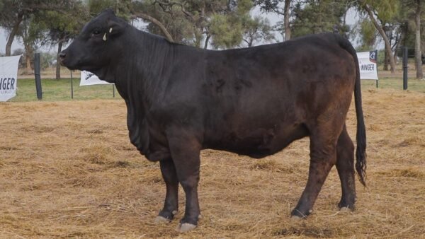 LOTE 68C RP L595 BRANGUS ABUELO NINGER