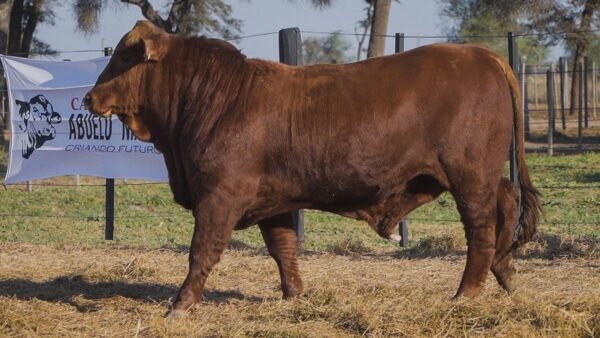 LOTE 16A RP L606 BRANGUS ABUELO NINGER