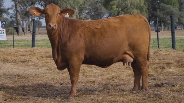 LOTE 42B RP L538 BRANGUS ABUELO NINGER