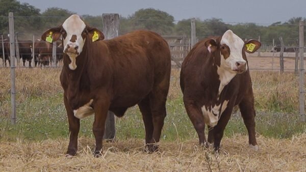 LOTE 49 RP1028 - RP1274 BRAFORD EL CAMBIO