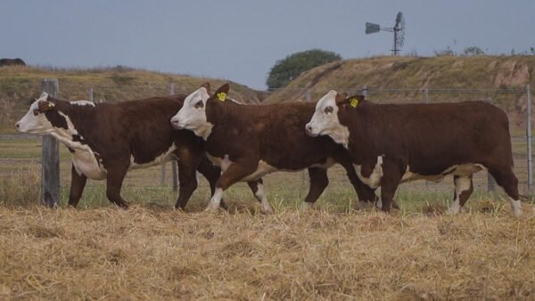 LOTE 48 RP920 - RP1016 - RP1076 BRAFORD EL CAMBIO