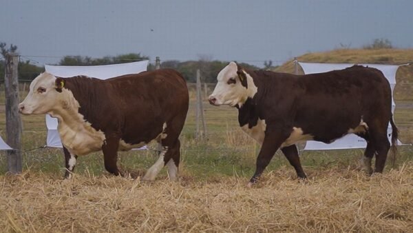 LOTE 47 RP1084 - RP1098 BRAFORD EL CAMBIO