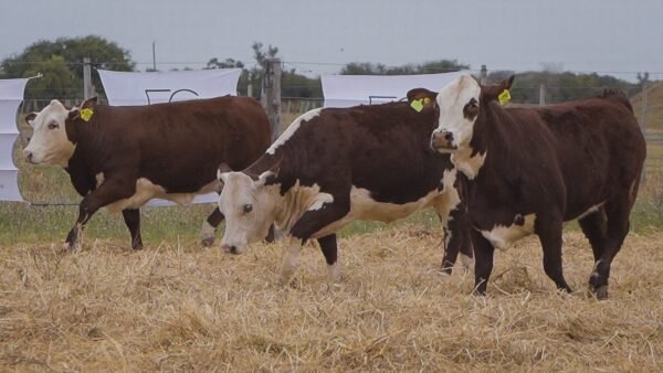 LOTE 64 RP1088 - RP1090 - RP1262 BRAFORD EL CAMBIO