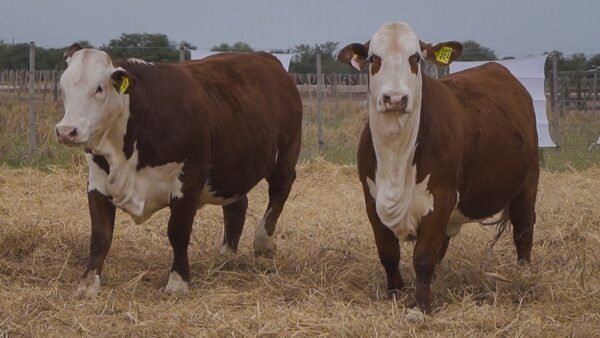 LOTE 52 RP956 - RP1102 BRAFORD EL CAMBIO