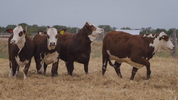 LOTE 66 RP1126 - RP1134 - RP1058 - RP1154 BRAFORD EL CAMBIO